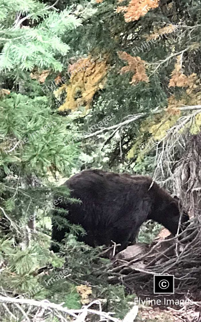 Mount Washburn, Grizzly Bears, Yellowstone National Park