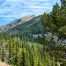 Mount Washburn, View From Mount Washburn, Yellowstone National Park