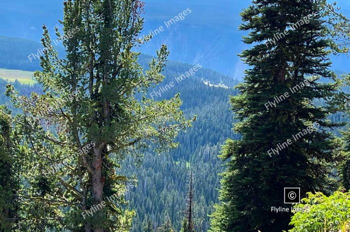 Mount Washburn, View From Mount Washburn, Yellowstone National Park