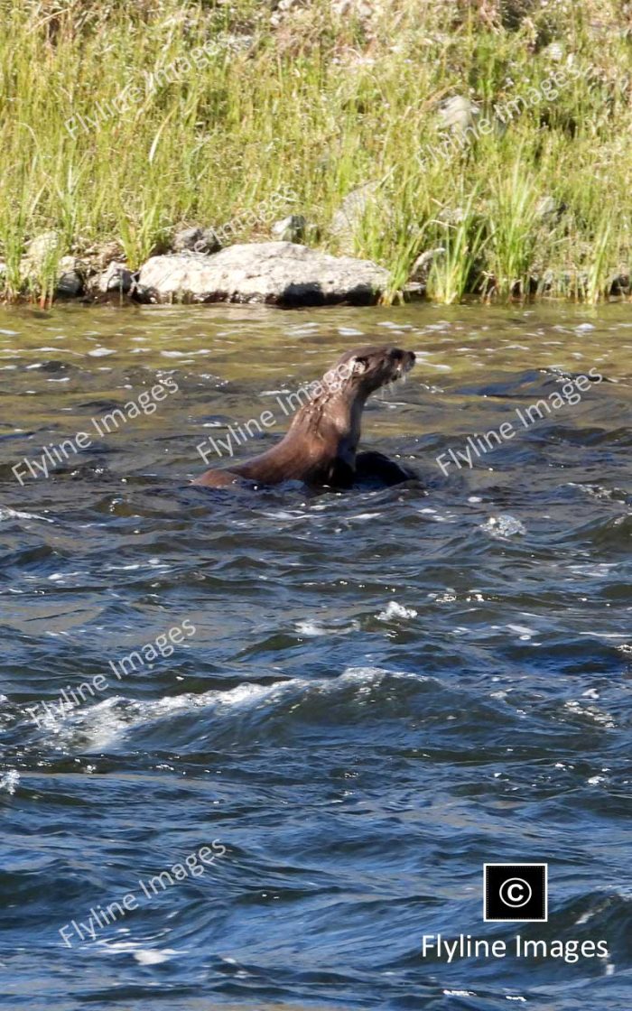 River Otters, Madison River, Yellowstone National Park