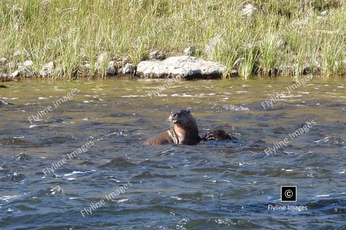 River Otter, Yellowstone