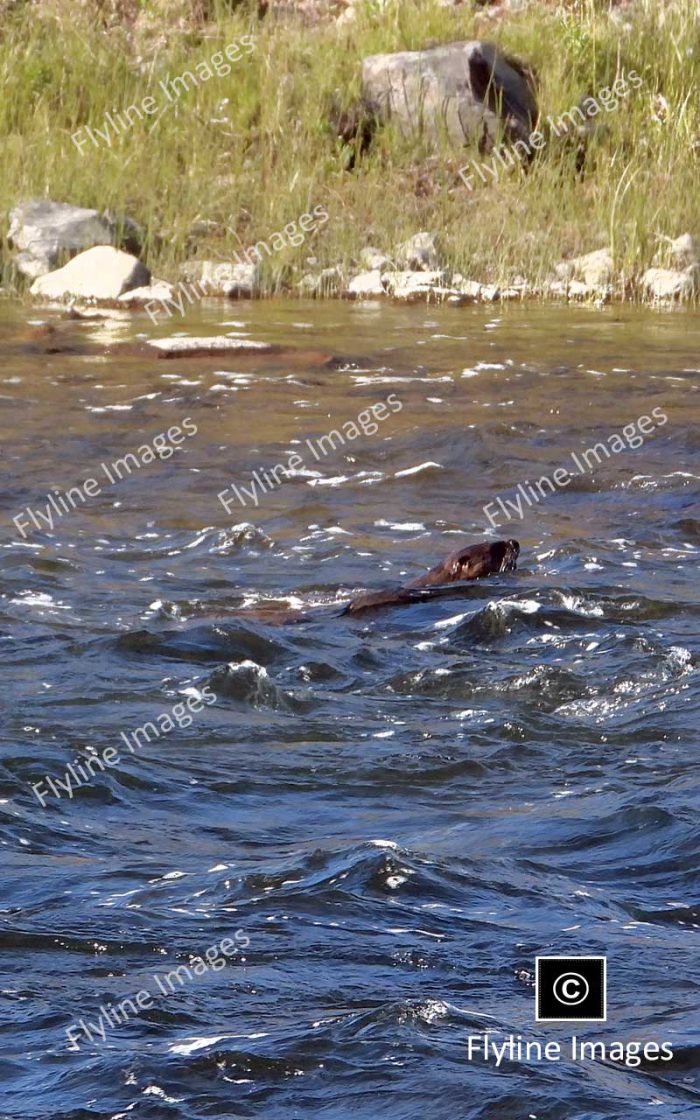 River Otter