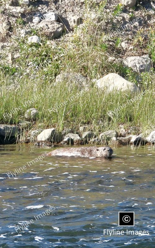 River Otters, Yellowstone National Park, Madison River Otters