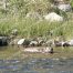 River Otters, Yellowstone National Park, Madison River Otters