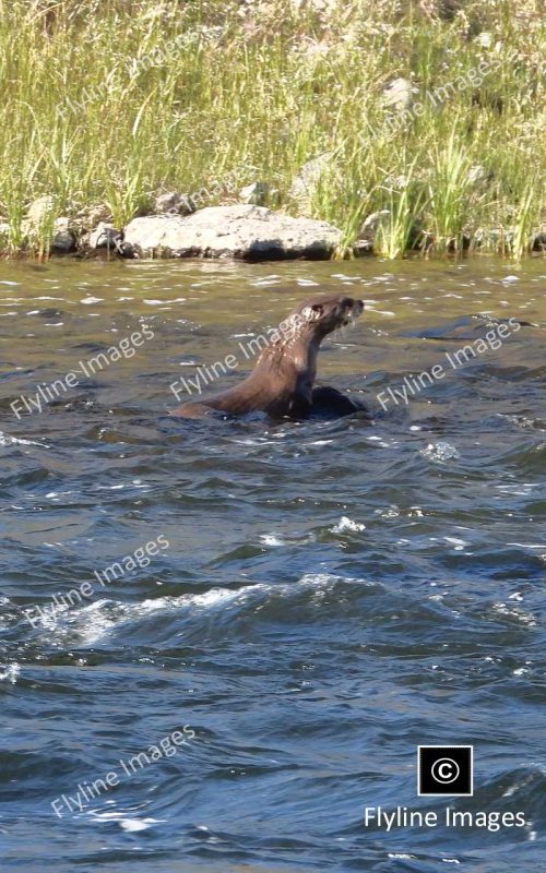 River Otters, Yellowstone