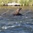 River Otters, Yellowstone