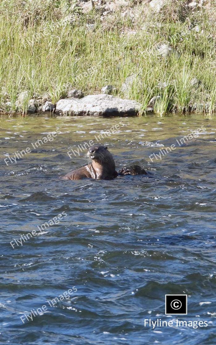 River Otter, Yellowstone, Madison River