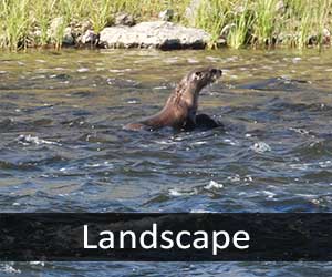 River Otter