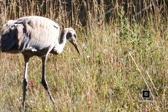 Sandhill Cranes