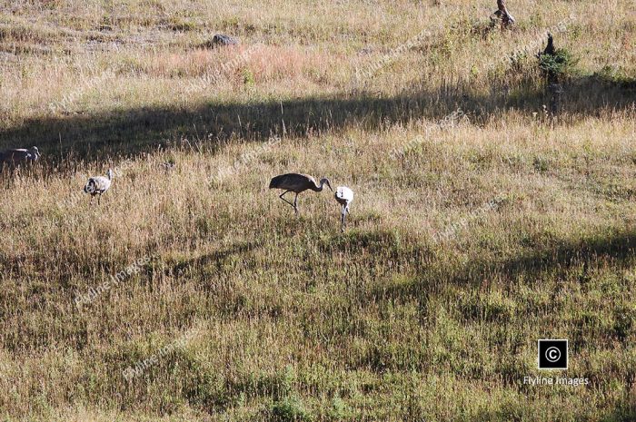 Sandhill Cranes