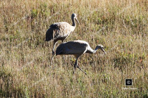 Sandhill Cranes