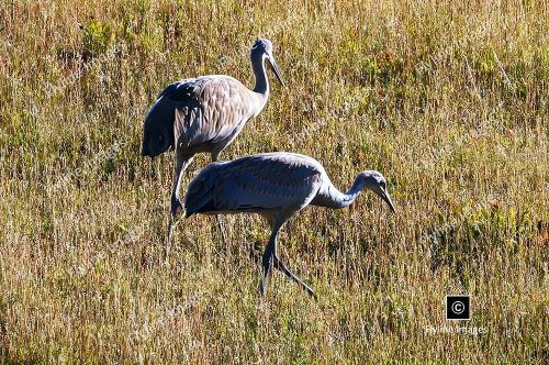 Sandhill Cranes, Yellowstone National Park, Migratory Birds of Yellowstone