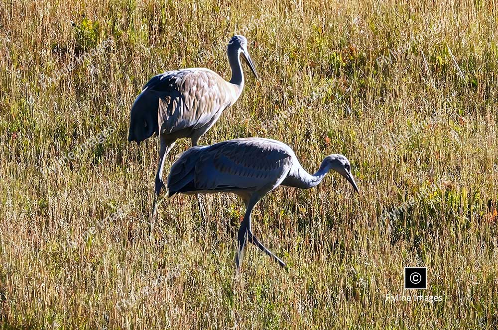 Sandhill Cranes, Yellowstone National Park, Migratory Birds of Yellowstone