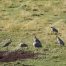 Sandhill Cranes In Yellowstone National Park