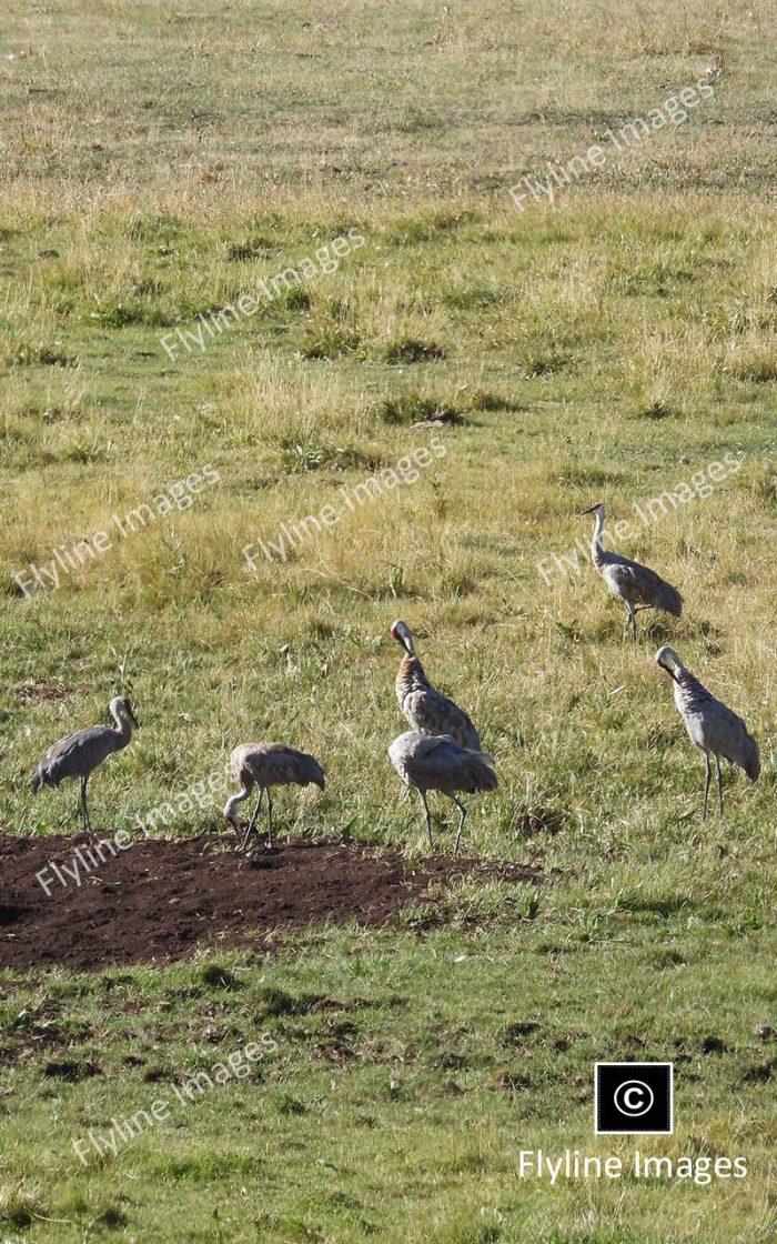 Sandhill Cranes In Yellowstone National Park