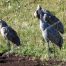 Sandhill Cranes, Yellowstone National Park