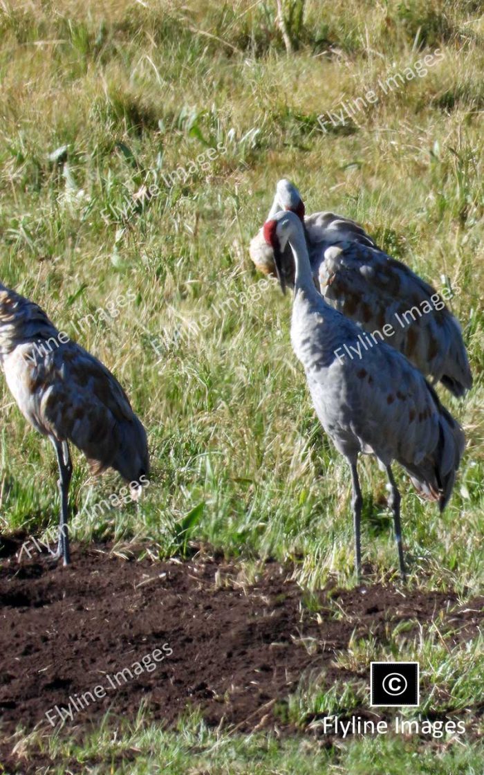 Sandhill Cranes, Yellowstone National Park