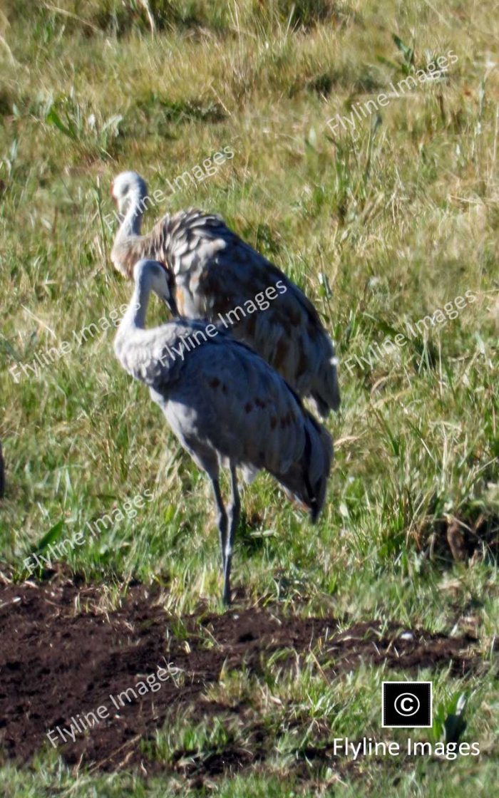 Sandhill Cranes In Yellowstone National Park