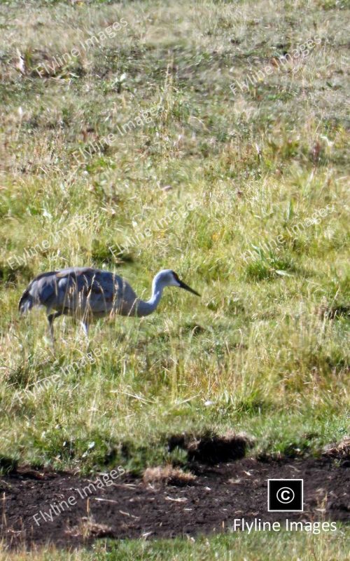 Sandhill Cranes In Yellowstone National Park