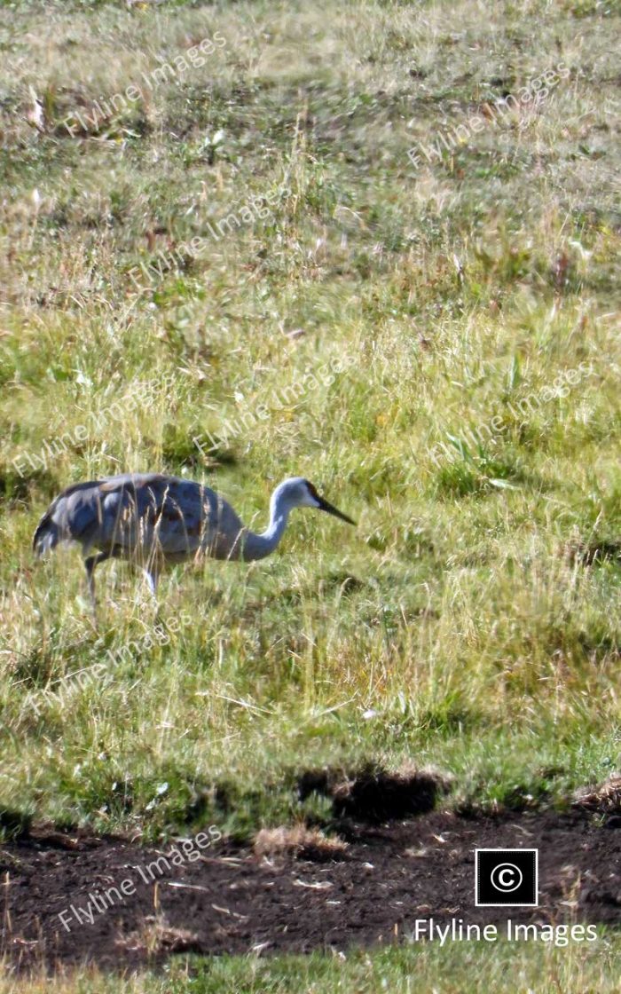 Sandhill Cranes In Yellowstone National Park