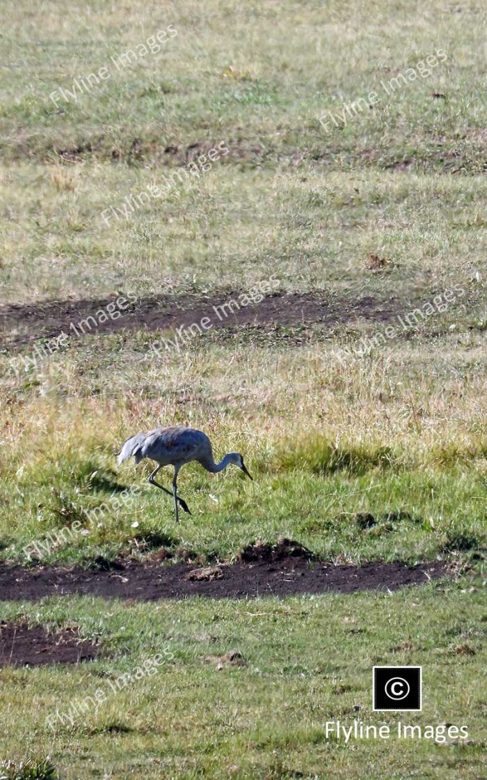 Sandhill Cranes In Yellowstone National Park