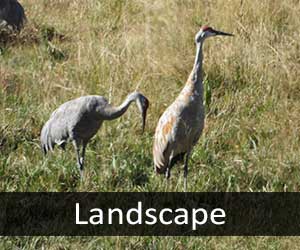 Sandhill Cranes