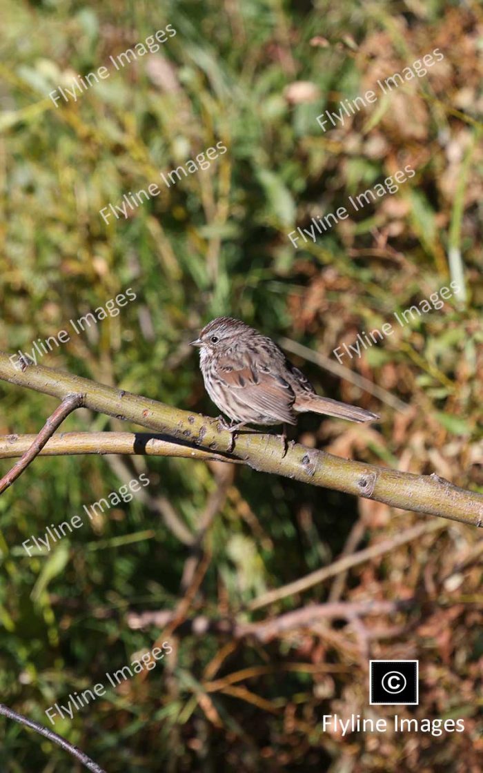 Song Sparrow, Lamar Valley Trail, Yellowstone