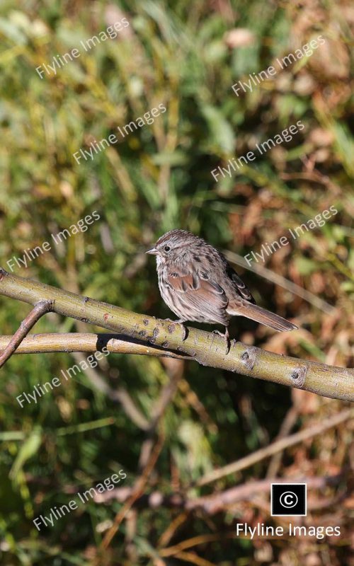 Song Sparrow, Lamar Valley Trail, Yellowstone