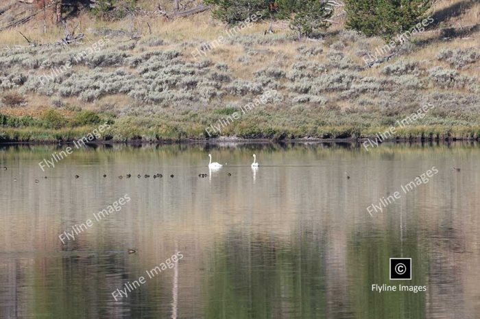 Trumpeter Swan, Trumpeter Swans, Yellowstone National Park