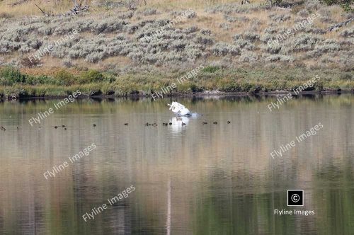 Trumpeter Swan, Trumpeter Swans, Yellowstone National Park