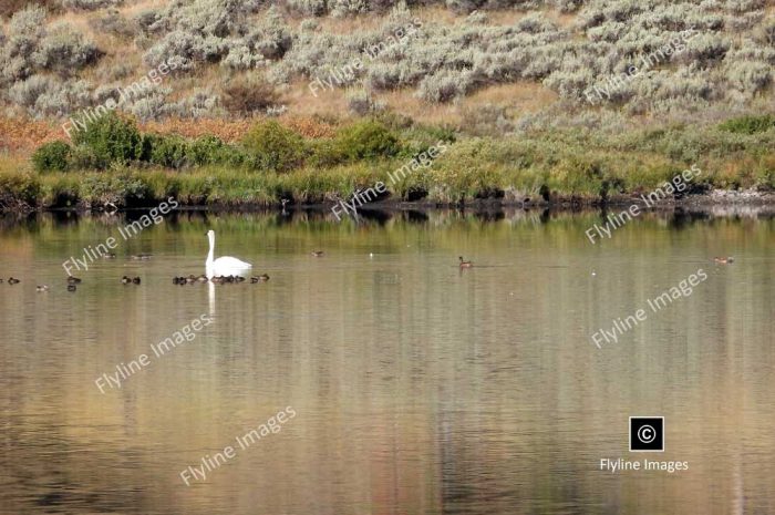 Trumpeter Swan, Trumpeter Swans, Yellowstone National Park