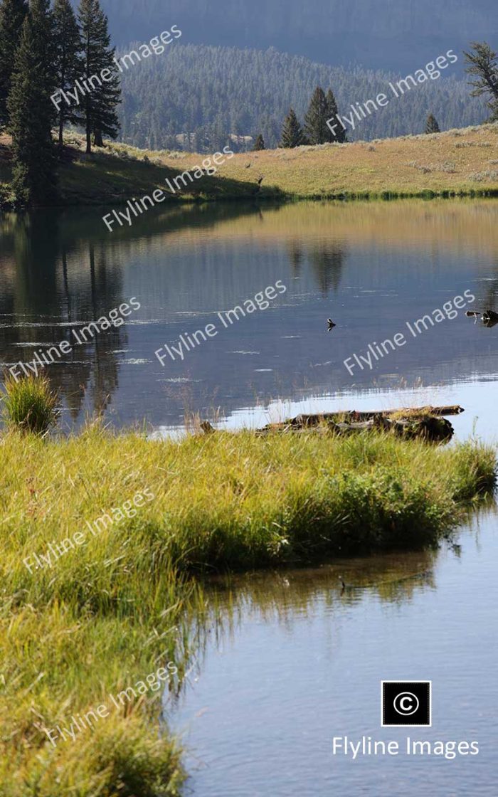 Trout Lake, Yellowstone National Park, Scenic Hikes In Yellowstone