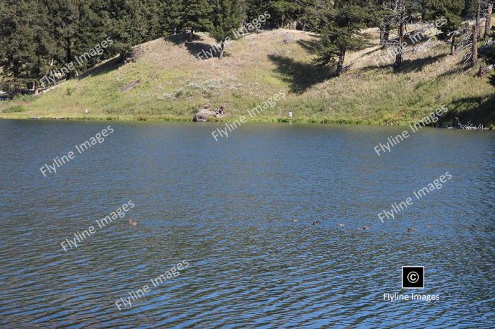 Trout Lake, Scenic Hike In Yellowstone