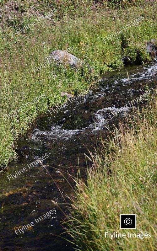 Tributary of Soda Butte Creek, Trout Lake, Yellowstone National Park