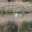 Trumpeter Swans, Yellowstone National Park