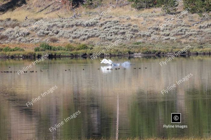 Trumpeter Swans, Yellowstone National Park