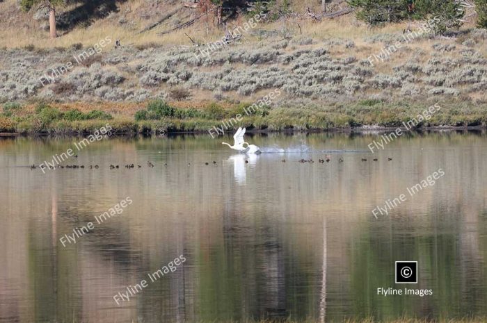 Trumpeter Swans, Yellowstone National Park