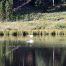 Trumpeter Swan