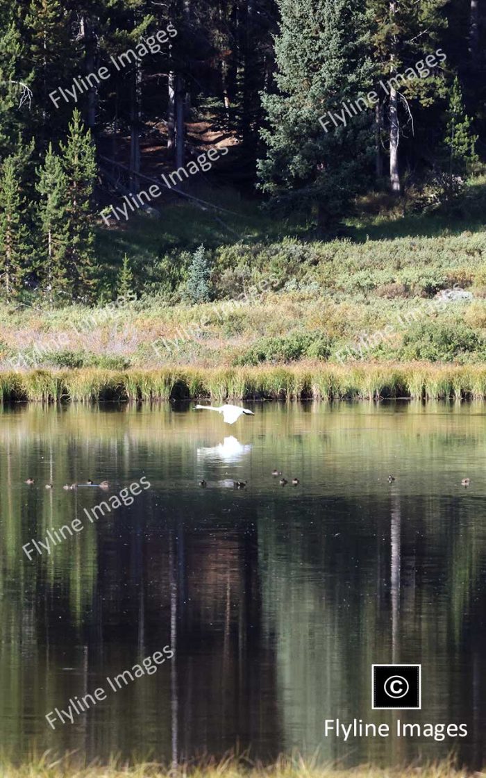 Trumpeter Swan