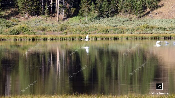 Trumpeter Swans, Yellowstone National Park