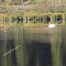 Trumpeter Swans