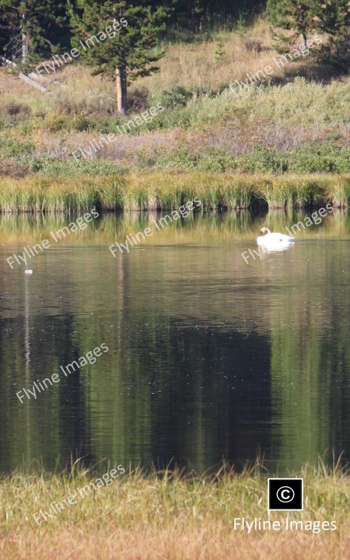 Trumpeter Swans