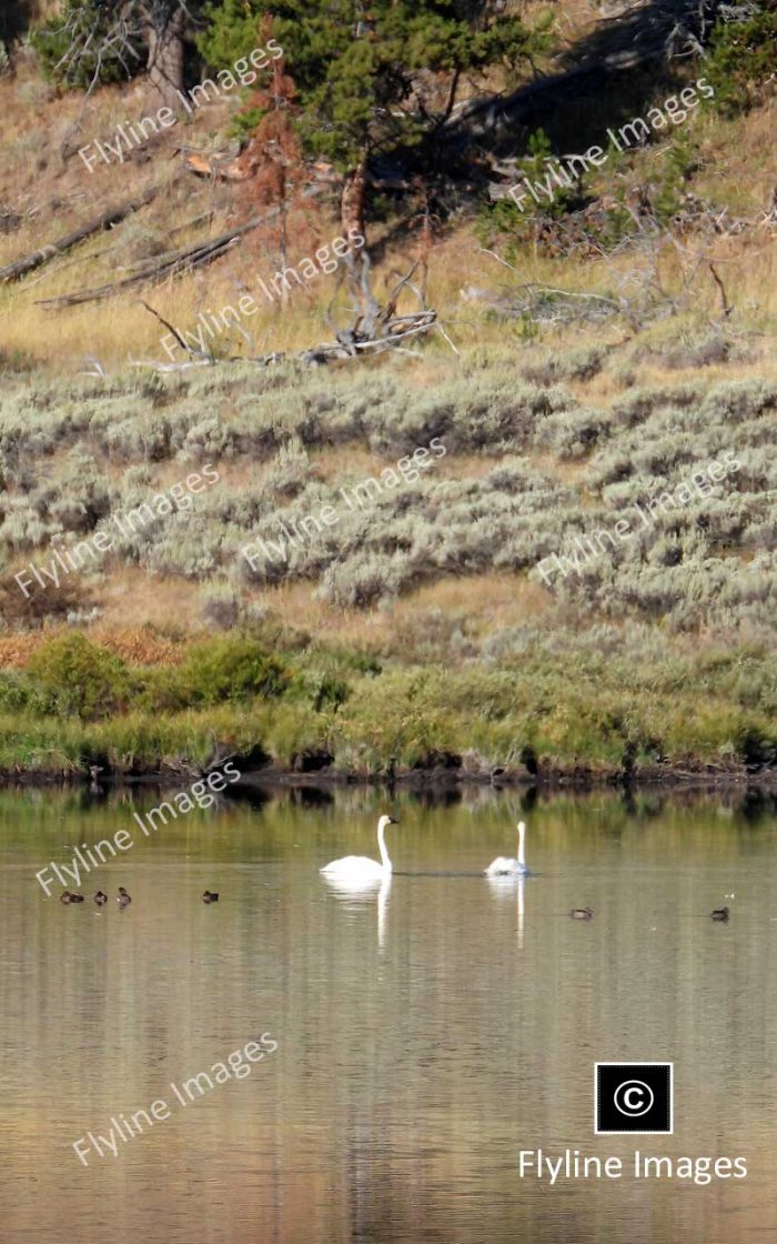 Trumpeter Swans