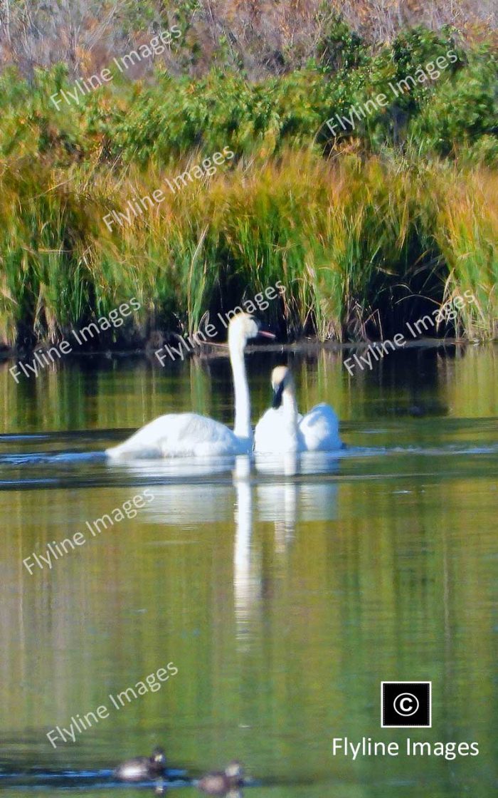 Trumpeter Swans