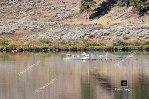 Trumpeter Swans, Yellowstone National Park