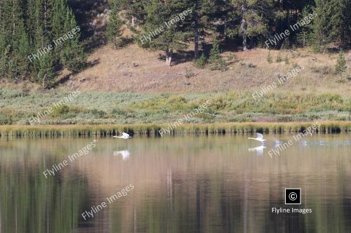 Trumpeter Swans, Yellowstone, Near Mammoth Hot Springs