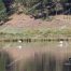 Trumpeter Swans, Yellowstone, Near Mammoth Hot Springs