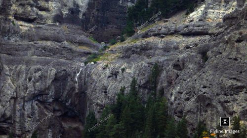 Barronette Peak, Yellowstone National Park, Mountain Goats