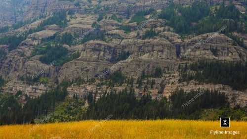 Barronette Peak, Mountain Goats, Yellowstone