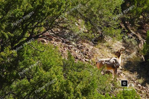 Big Horn Sheep, Canyons Above The Green River